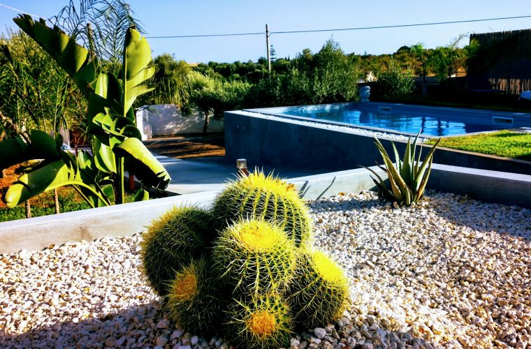 Beautiful cactus and succulent plants