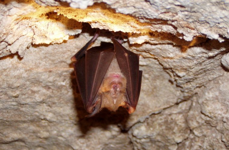Monello Cave, Bat (photo from the Cutgana website)