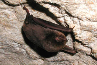 Palombara cave, bat (photo from the Cutgana website)