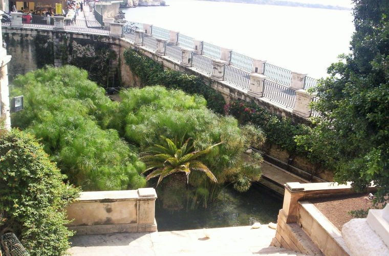 The Arethusa's fountain with papyrus plants