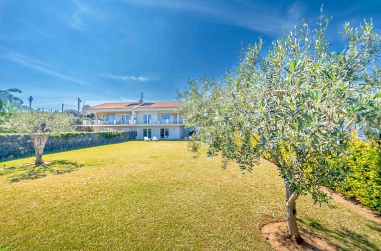The lawn, the olive tree and the villa