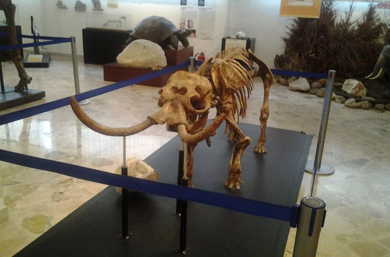 Dwarf Elephant at the Gemmellaro museum in Palermo