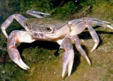 Crab of the river