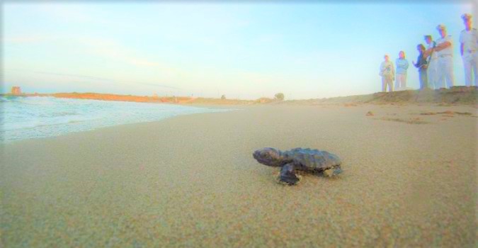 For the baby Caretta is time to discover the world (picture taken from the garden of the house)