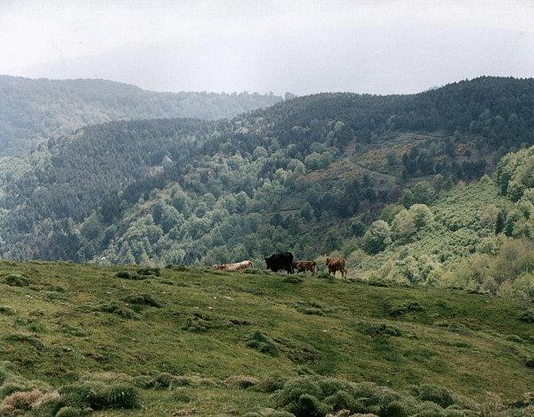 The forest and the cows (photo esplorasicilia.com)
